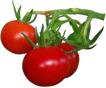 Tomaten Tomaten