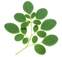 Moringa oleifeira Moringa oleifeira