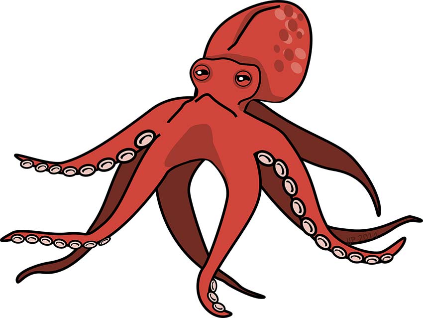 Oktopus alias Pulpa alias achtarmiger Tintenfisch