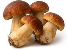 Steinpilze Steinpilze