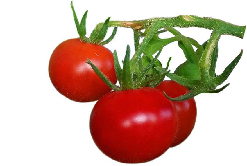 Tomaten alias Paradeiser